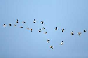 Images Dated 2nd April 2009: Black-Bellied Sandgrouse - flock in flight