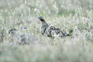 Images Dated 4th April 2009: Black-Bellied Sandgrouse - male on alert, NP Herdade de Sao Marcos Great Bustard Reserve
