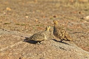 Images Dated 12th March 2015: Black-bellied Sandgrouse pair