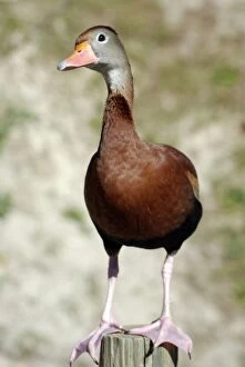 Images Dated 24th November 2008: Black-bellied Tree Duck / Black-bellied Whistling Duck - southern USA central