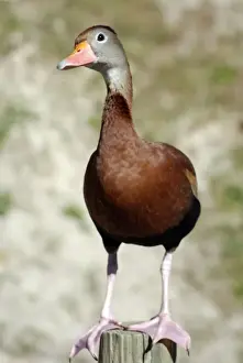 Black-bellied Tree Duck / Black-bellied Whistling Duck - southern USA central and northern South America