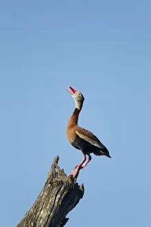 Black-bellied Whistling Duck - calling from tree