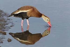 Images Dated 3rd May 2012: Black-bellied Whistling Duck - drinking