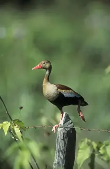 Black-bellied Whistling Duck FG 12342 South America Dendrocygna autumnalis discolor &copy; Fancois Gohier / ardea. com