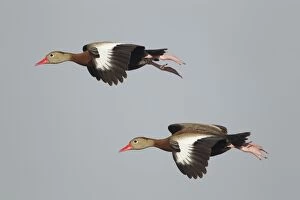 Black-bellied Whistling Duck - in flight