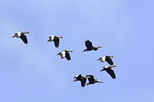Black-bellied Whistling-Duck - flock in flight