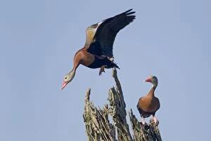 Black-bellied Whistling Duck - pair on tree, with