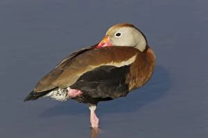 Images Dated 27th April 2012: Black-bellied Whistling Duck - sleeping