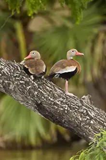 Black Bellied Prints: Black-bellied Whistling Duck South texas in March
