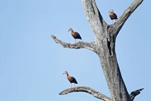 Black-bellied Whistling Duck - on tree