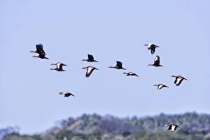 Bellied Gallery: Black-bellied Whistling Ducks in flight