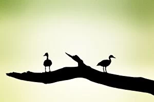 Black-bellied Whistling Ducks - silhouette on tree