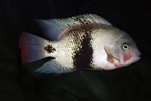 Black Belt Cichlid - freshwaters, Central America, Guatemala to Panama