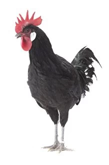 Black Bergische Schlotterkamm Chicken Cockerel / Rooster