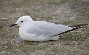 Black-billed gull - on ground
