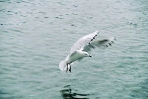 Black-billed Gull - landing on sea