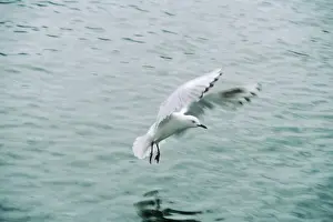 Black-billed Gull - landing on sea New Zealand