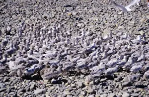 Black-billed Gull - large group of chicks