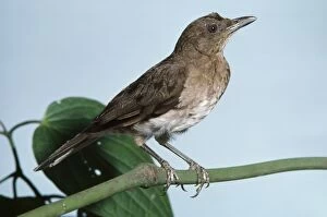 Images Dated 7th June 2006: Black-billed Thrush near Cali Valle, Colombia