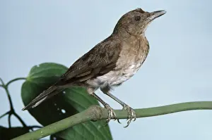 Thrush Prints: Black-billed Thrush near Cali Valle, Colombia