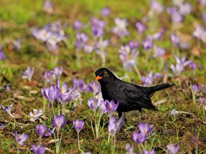 Blackbird Gallery: Black Bird-in crocus meadow, Germany