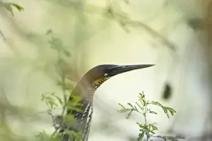 Bittern Prints: Black Bittern - Keoladeo Ghana National Park - Bharatpur - Rajasthan - India BI018179