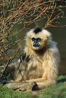 Black / Black & White-cheeked Gibbon