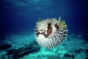 Fish Collection: Black Bloched Porcupine Fish - puffed up