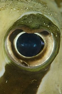 Images Dated 8th July 2014: Black-blotched Porcupinefish eye close-up Rusak