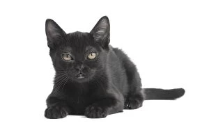 Black Bombay Cat