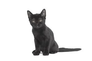 Black Bombay Cat, kitten