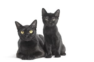 Bombay Gallery: Black Bombay Cat and kitten Black Bombay Cat
