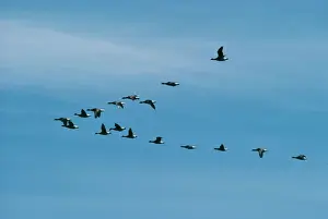Flocks Prints: Black Brant Goose FG 2342 ‘V formation flock Branta nigricans © Francois Gohier / ARDEA LONDON