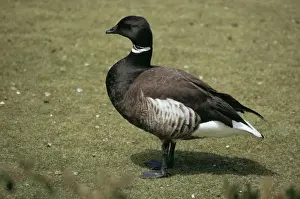 Black Brant Goose KF 2976 Branta bernicla enentalis © Kenneth W. Fink / ARDEA LONDON