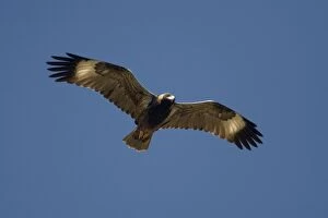 Black-breasted Buzzard / Black-breasted Kite