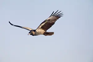 Black Breasted Prints: Black-breasted Buzzard - In flight - Well 33 Canning Stock Route - Western Australia
