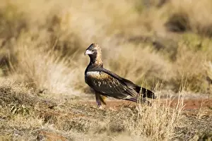 Black Breasted Prints: Black-breasted Buzzard - On the ground - Well 33 Canning Stock Route - Western Australia