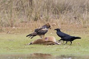 Black-breasted Buzzard and Torresian Crows (Corvus orru) - Feeding on an Agile Wallaby (Macropus agilis)