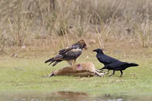 Carcass Prints: Black-breasted Buzzard and Torresian Crows (Corvus orru)