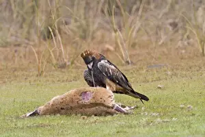 Black-breasted Buzzard An uncommon Australian endemic inhabiting the interior and northern regions. Feeding on an Agile Wallaby (Macropus agilis). Near Mt Barnett, Gibb River Road, Kimberley, Western Australia