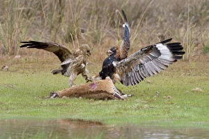Black-breasted Buzzard and Whistling Kite (Haliastur sphenurus) - Feeding on an Agile Wallaby (Macropus agilis)