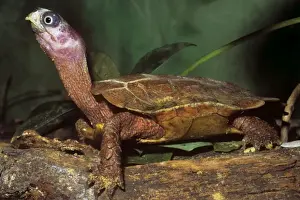 Turtle Prints: Black-breasted Leaf Turtle -  Also known as: Black-breasted Hill Turtle
