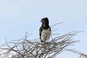 Black-breasted Snake Eagle - perched on tree top