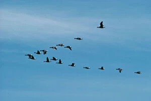 Bird Gallery: Black Brent GEESE - flock in V formation flight