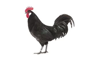 Roosters Gallery: Black Bresse-Gallic Chicken Cockerel / Rooster