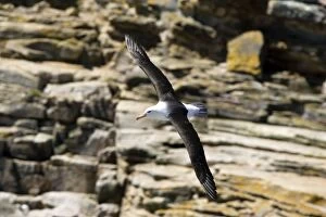 Browed Gallery: Black-browed Albatross