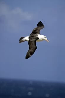 Images Dated 4th January 2008: Black-browed Albatross