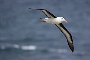 Images Dated 4th January 2008: Black-browed Albatross