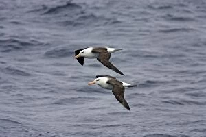 Browed Gallery: Black Browed Albatross - two adults in flight off Steeple