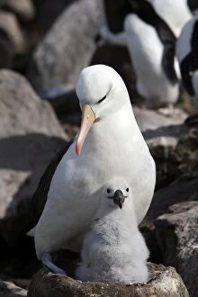 Black-browed Albatross / Black-browed Mollymawk